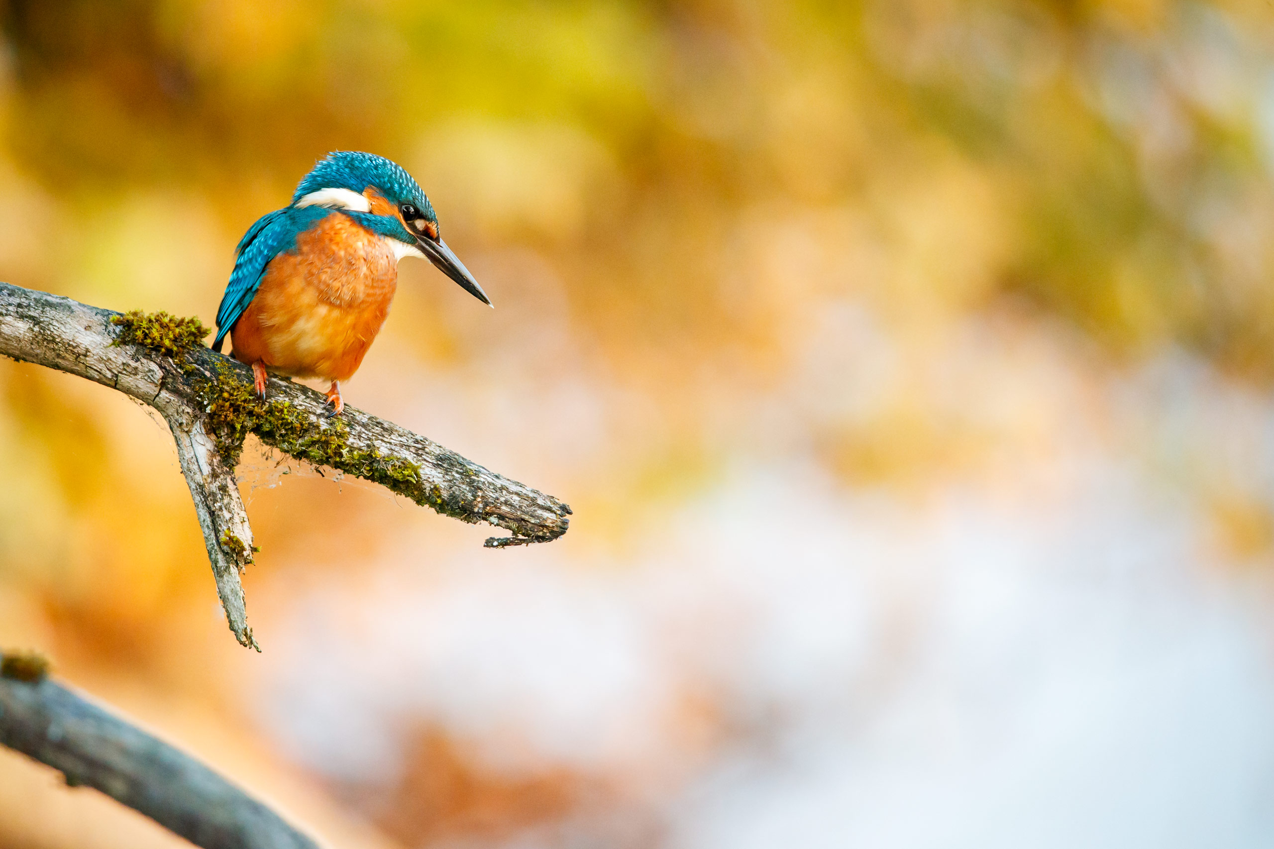 Tom_Schueler_Fotografie_Wildlife_Birds_1