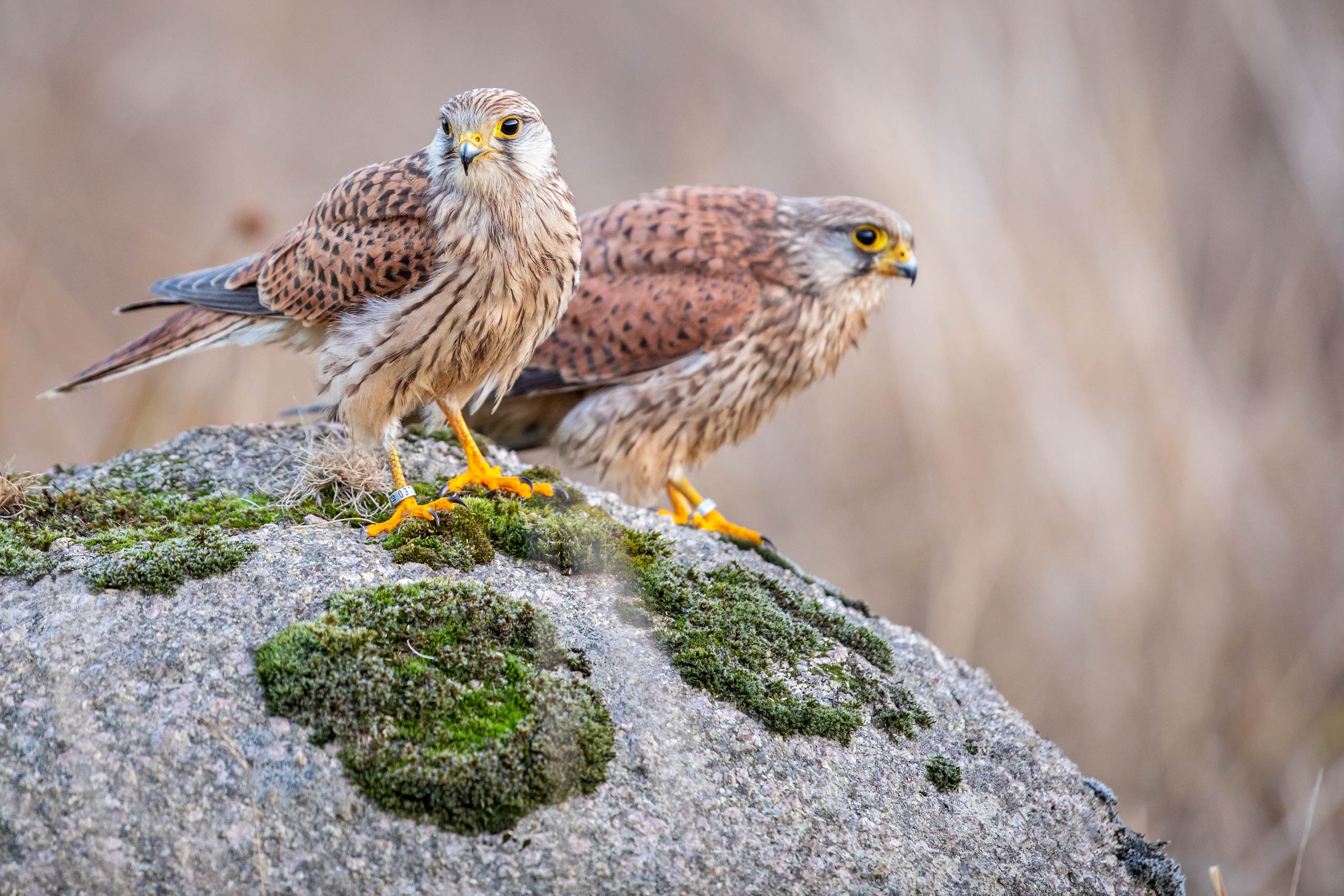 Tom_Schueler_Fotografie_Wildlife_Birds_6