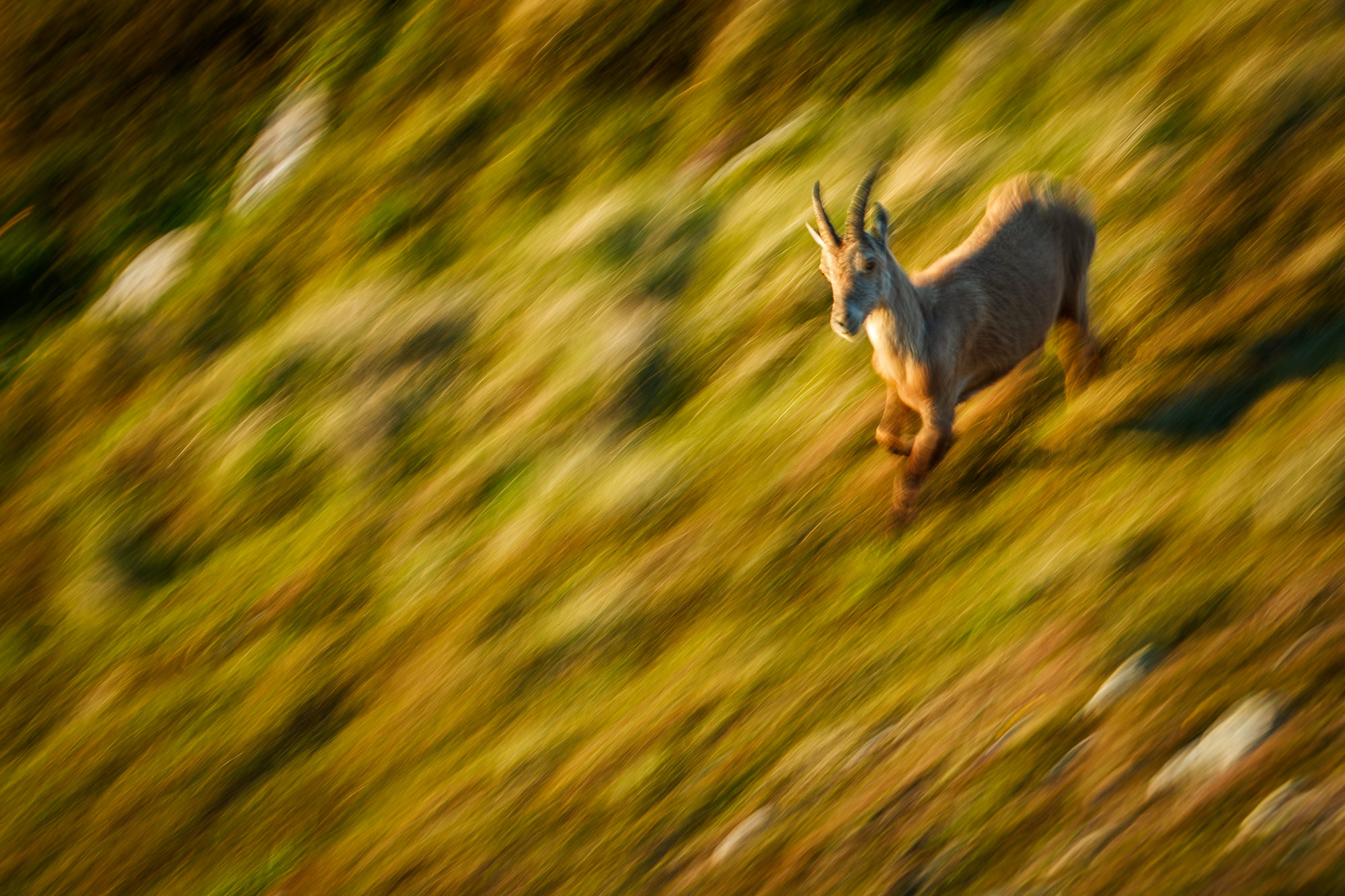 Tom_Schueler_Fotografie_Wildlife_Mammals_2