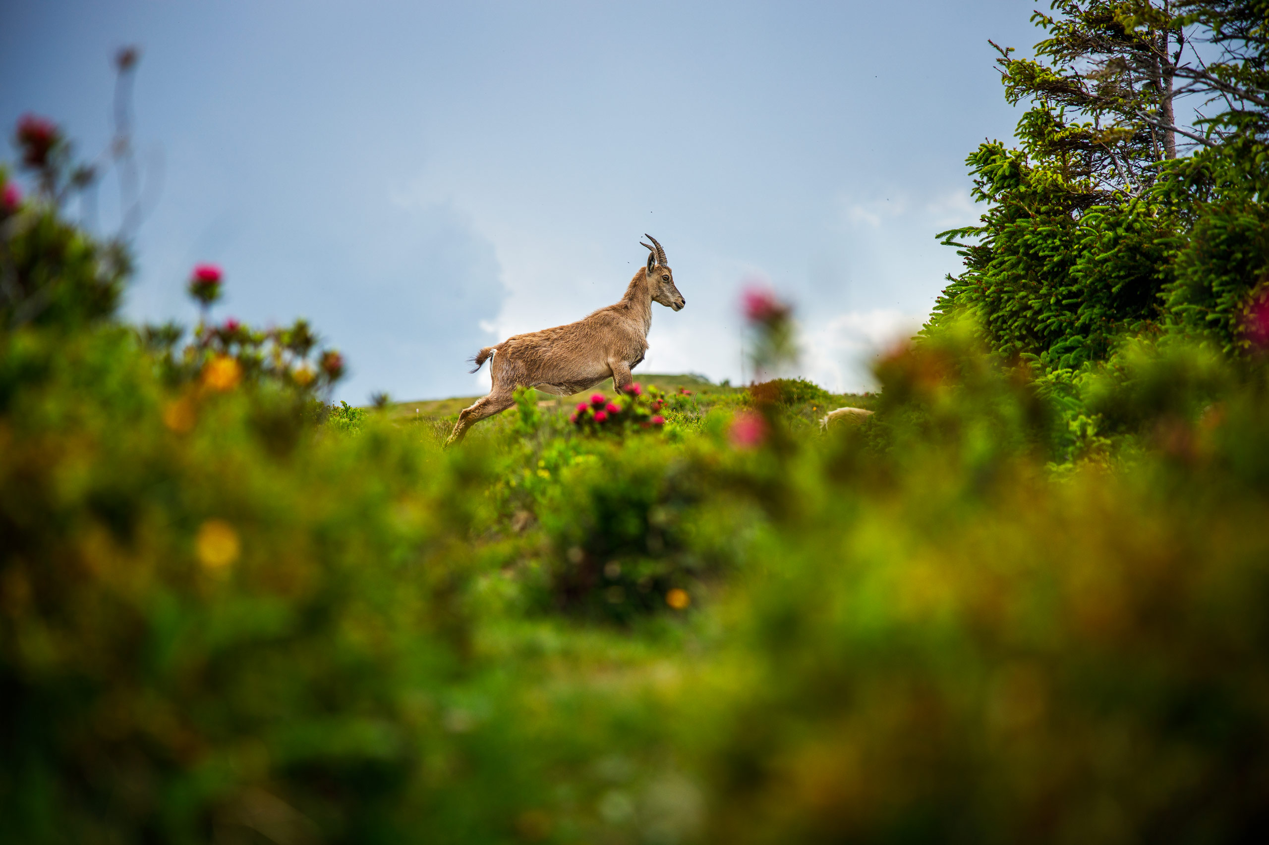 Tom_Schueler_Fotografie_Wildlife_Mammals_8