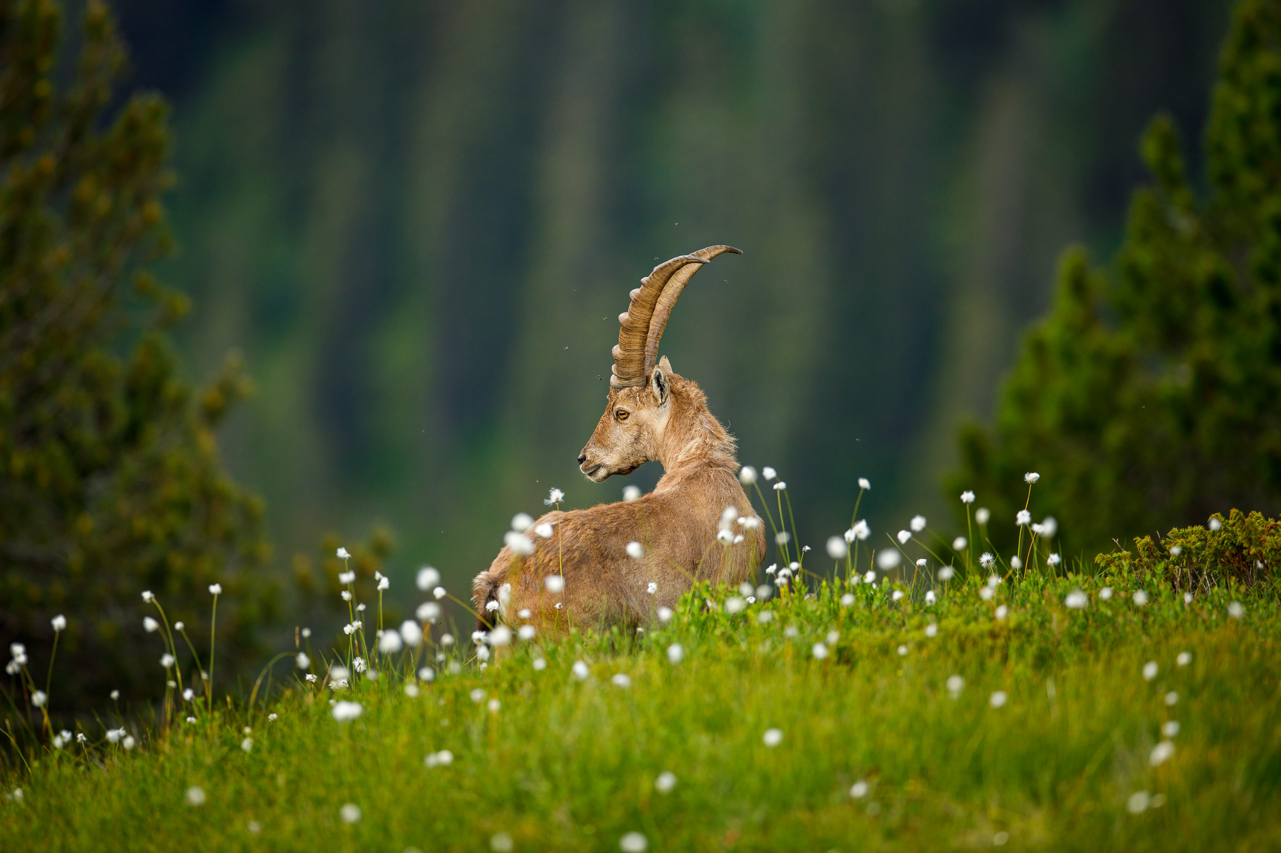 Tom_Schueler_Fotografie_Wildlife_Mammals_10