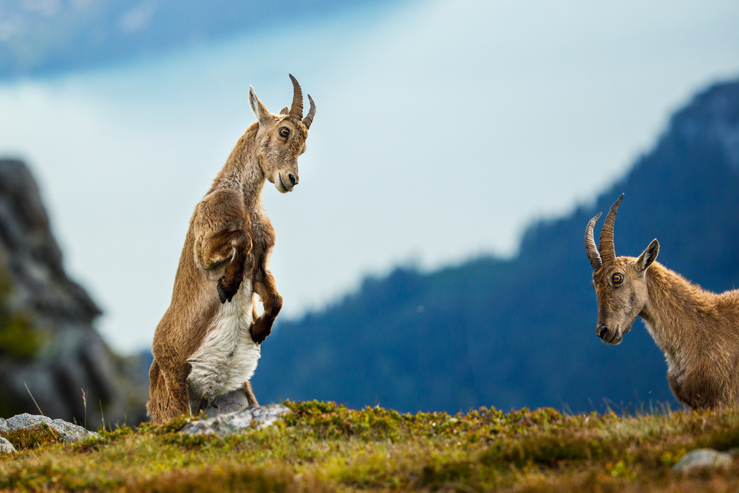 Tom_Schueler_Fotografie_Wildlife_Mammals_5