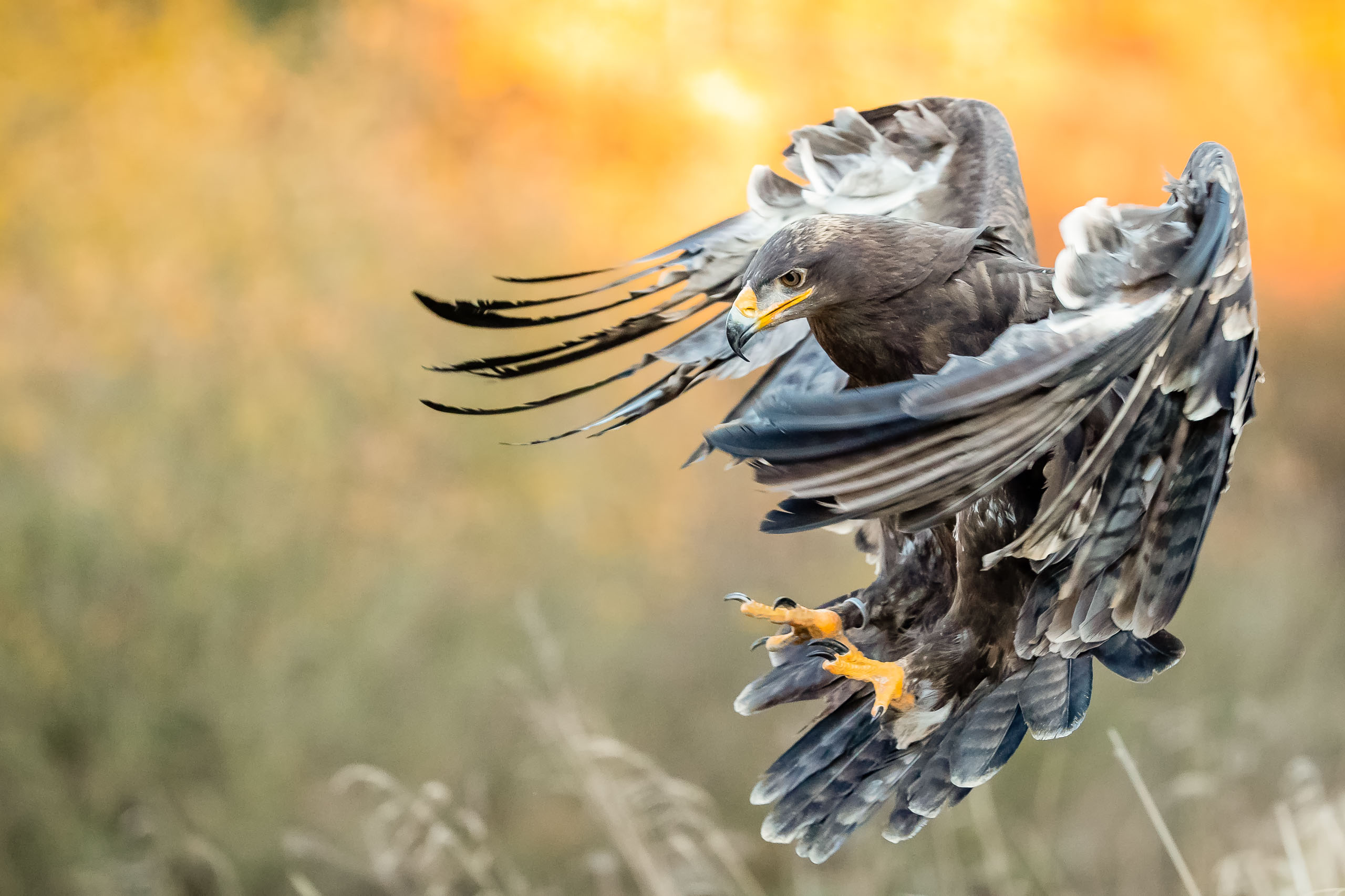 Tom_Schueler_Fotografie_Wildlife_Birds_9