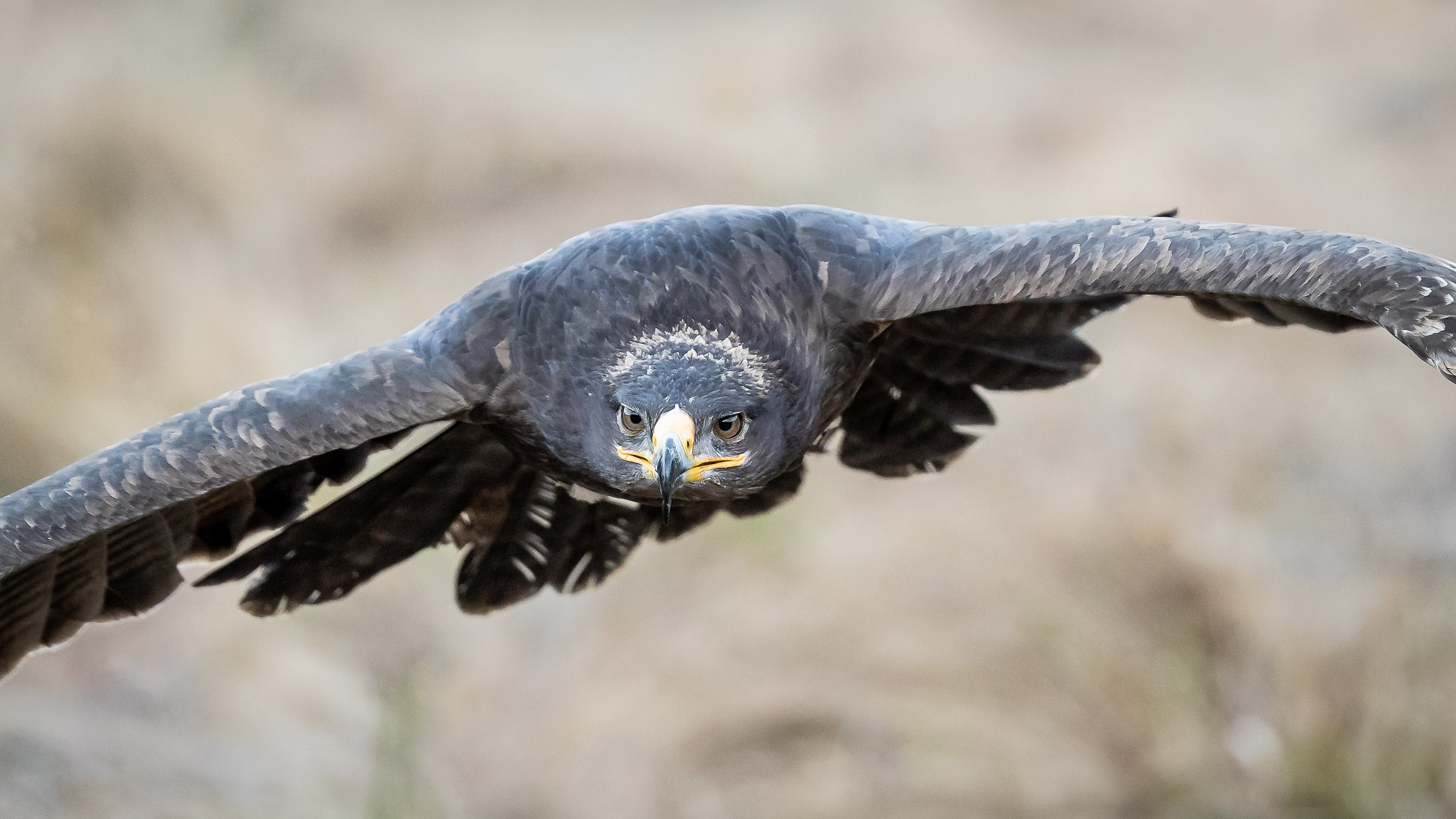 Tom_Schueler_Fotografie_Wildlife_Birds_10