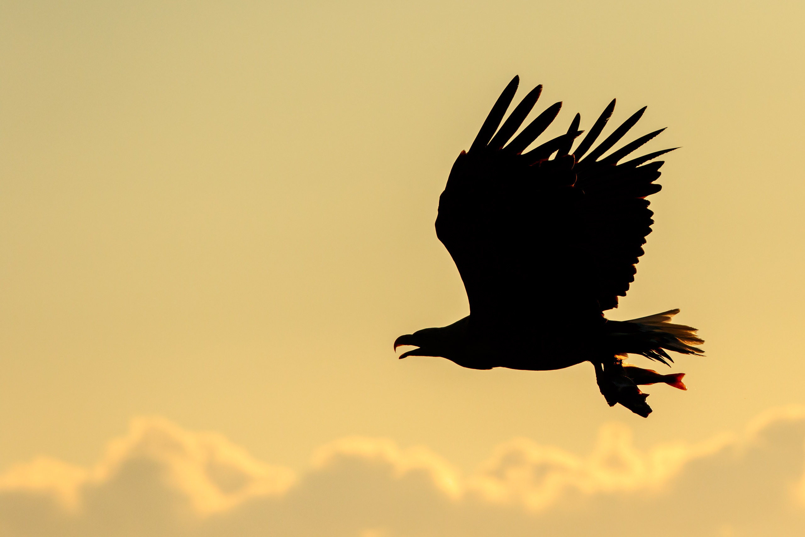 Tom_Schueler_Fotografie_Wildlife_Birds_17
