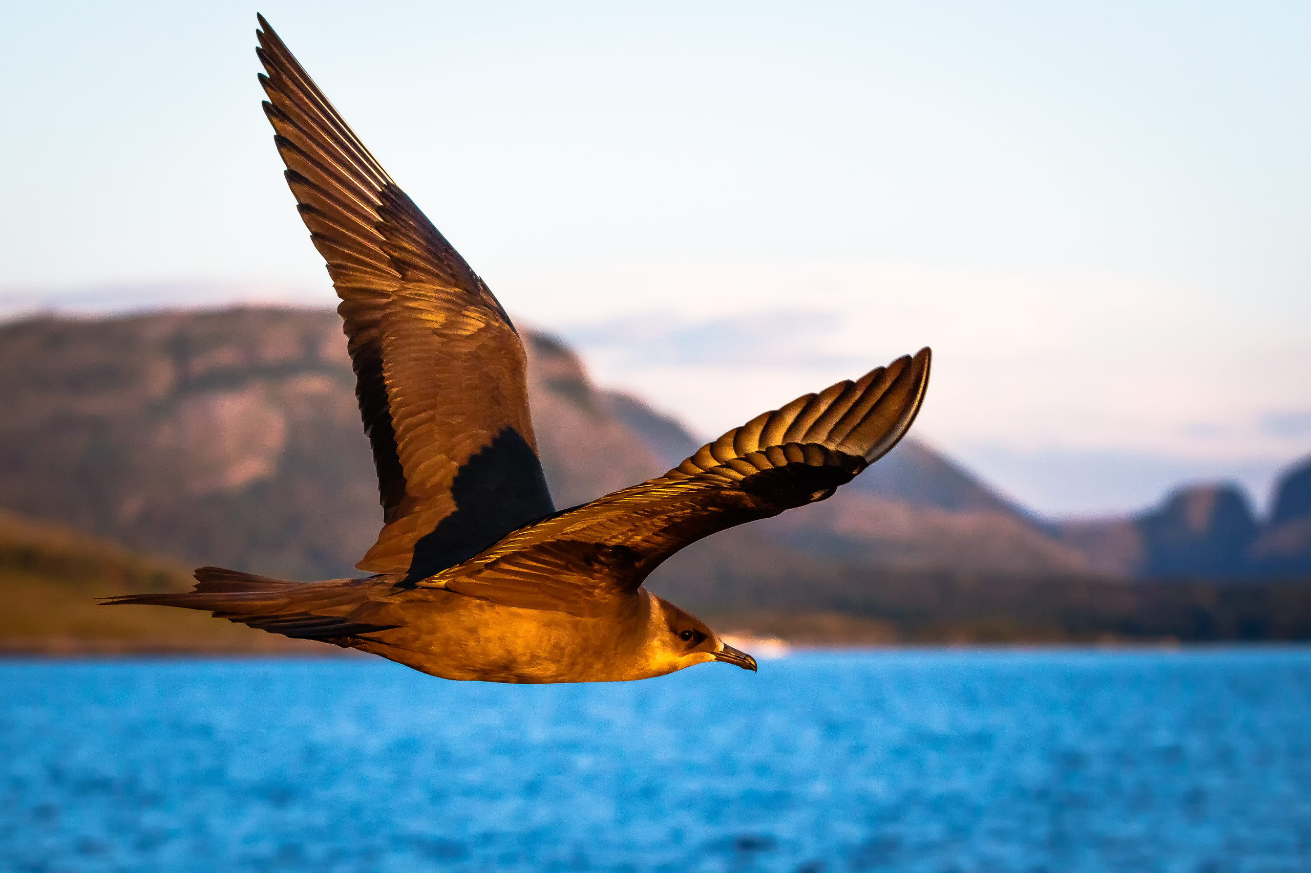 Tom_Schueler_Fotografie_Wildlife_Birds_20