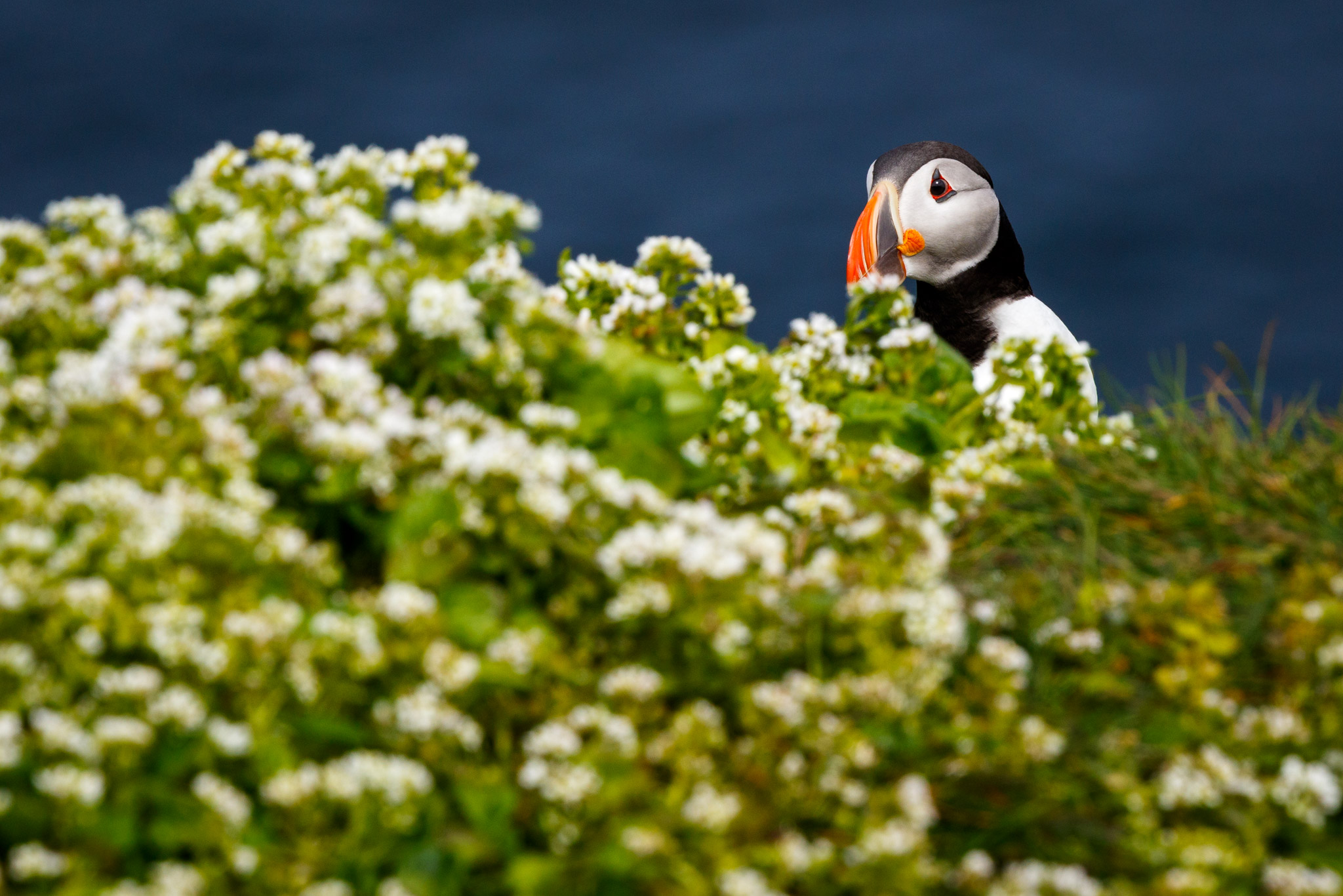 Tom_Schueler_Fotografie_Wildlife_Birds_14