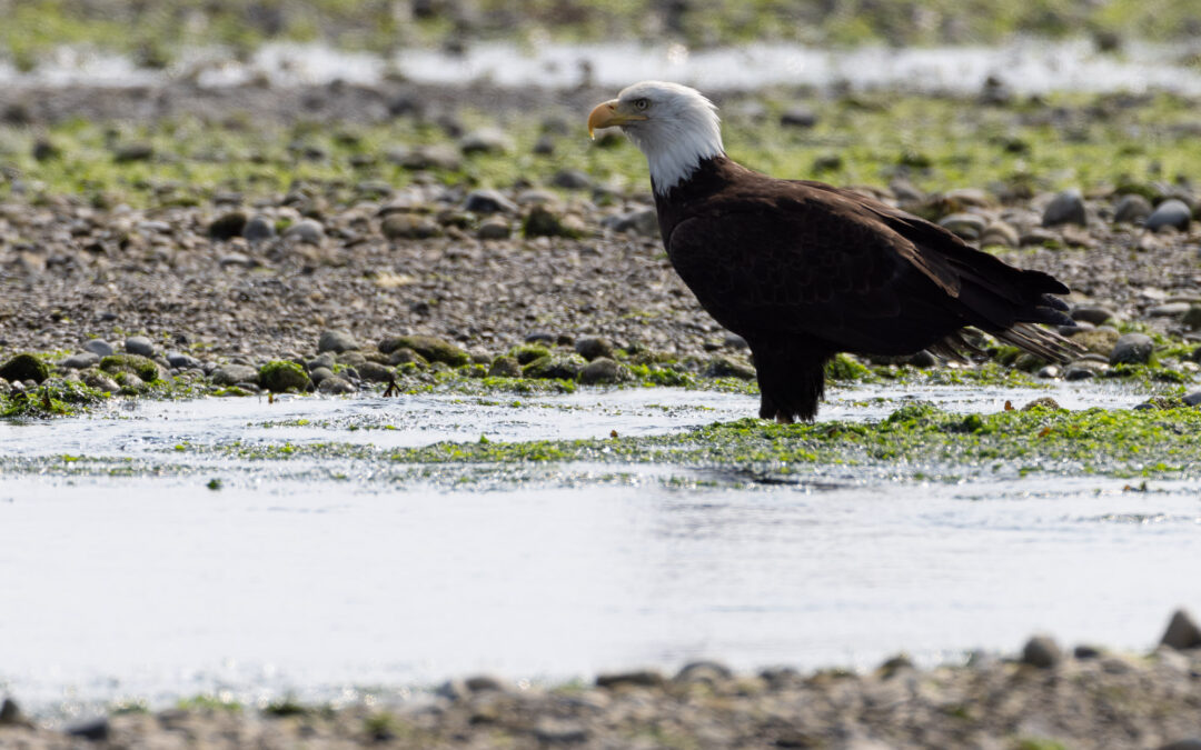 Hitzeflimmern in der Naturfotografie